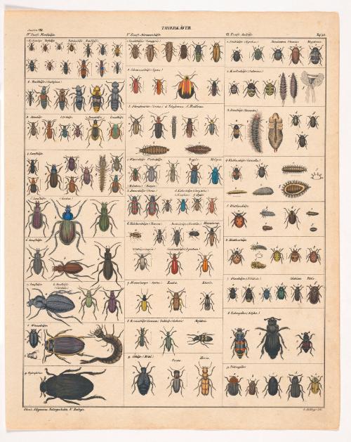 Carnivorous Beetles (Thierkäfer), from Lorenz Oken: Allgemeine Naturgeschichte