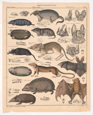 Order III: Mouse-like Predators (Raubmaüse), from Lorenz Oken: Allgemeine Naturgeschichte