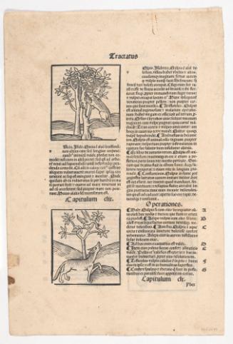 Page from Eractatus, De Animalibus