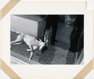 Untitled (Dog in Store Window)