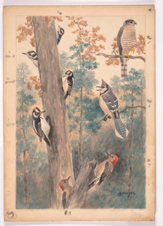 Untitled (Birds - Woodpeckers, Blue Jay, Etc...)