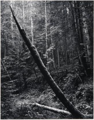 Forest Stump