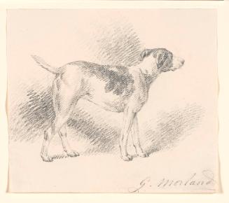 Study of a Hunting Dog