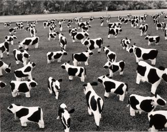 Untitled (Field of Black and White Cow Stuffed Animals)