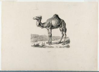 Camel (Kamel nach links in einer Landschaft)