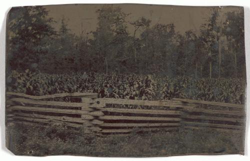 Field of Tobacco