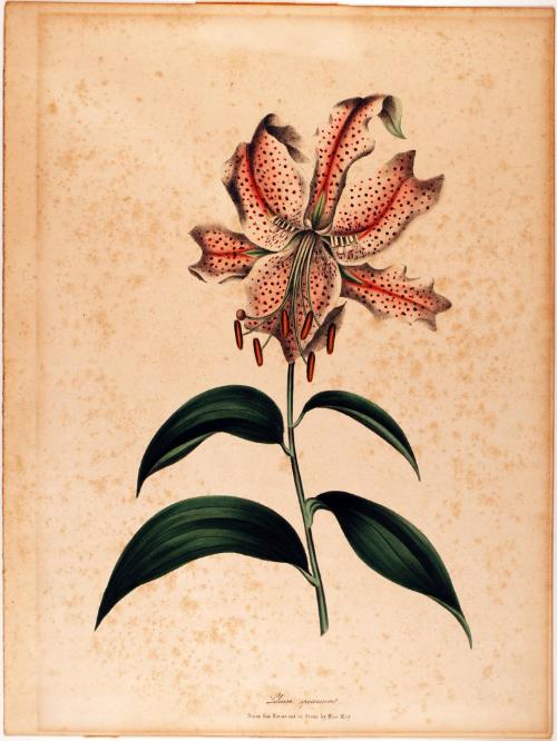 Lilium Speciosum