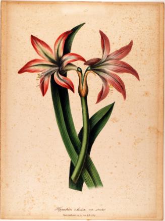 Hippeastrum Aulica var. Striatal