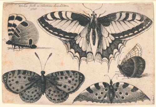 Five Butterflies