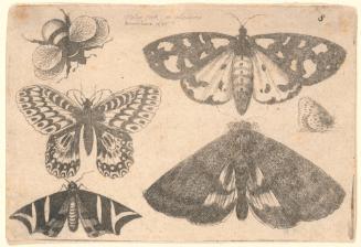 Three Moths, Two Butterflies and a Bumblebee