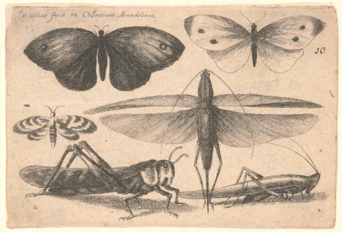 Six Insects