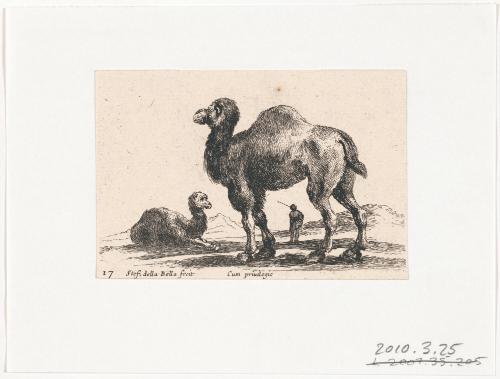 Camel, no. 17 from the series, "Diversi Animali"