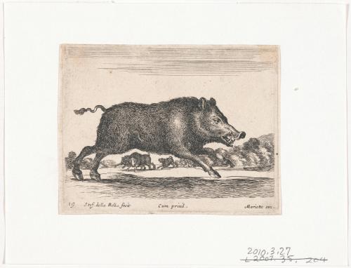 Boar, no. 19 from the series, "Diversi Animali"