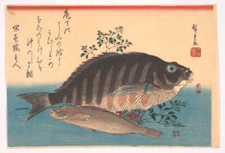 Tai Fish