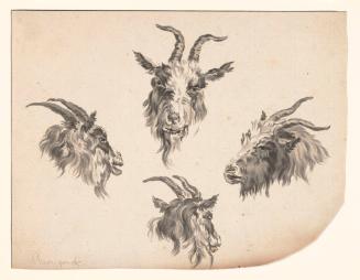 Four Studies of Goats' Heads