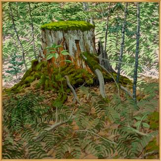 Stump and Ferns