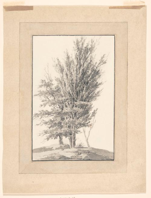 Study of Trees