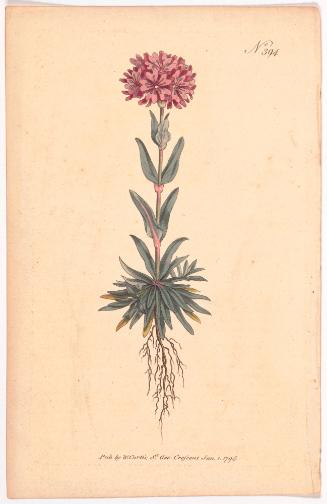 Untitled (No. 394, Flowering Plant)