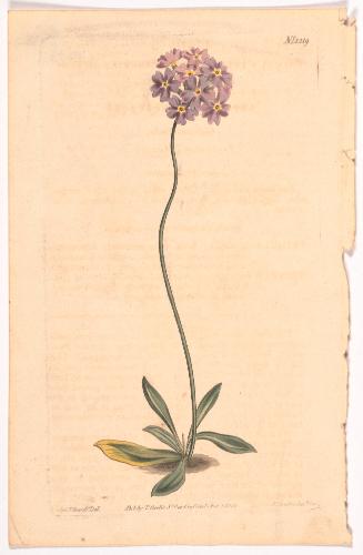 No. 1219 (Flowering Plant)