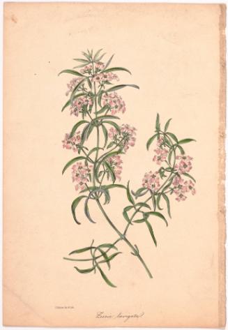 Zieria Loevigata (Flowering Plants)