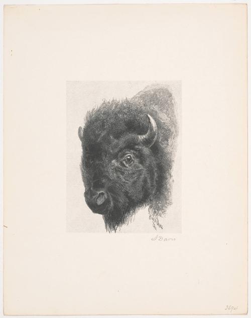 Bison's Head