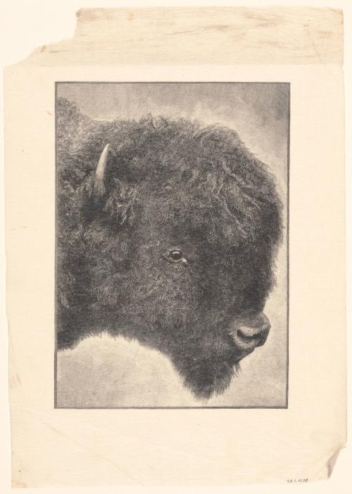 Bison's Head