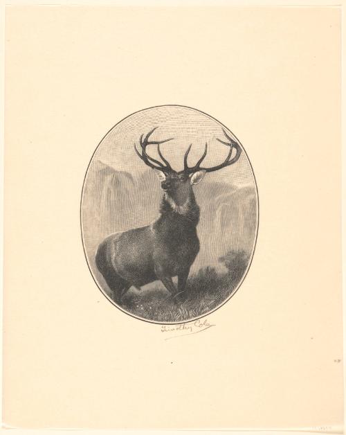 Stag