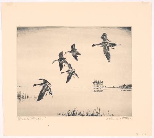 Pintails Pitching