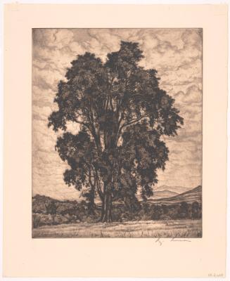 Elm on the Hill