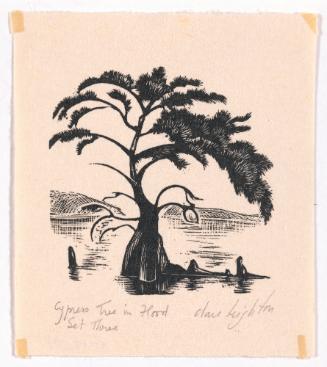 Cypress Tree in Flood