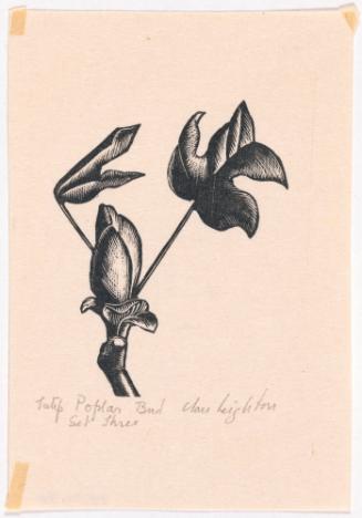 Tulip Poplar Bud