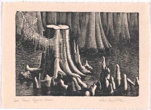 Cypress Knees