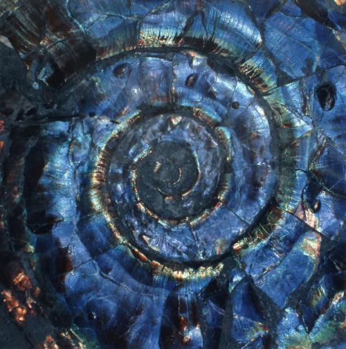 Ammonite