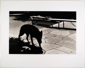 Melissa On Diving Board With Dog Shadow - Atlanta Georgia, from the portfolio An Intuitive Eye