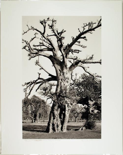 Baobab Tree, from the portfolio Burkina Faso