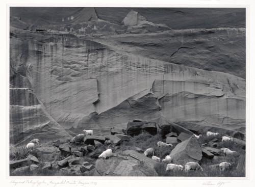 Sheep and Petroglyphs, Canyon Del Muerto, Arizona