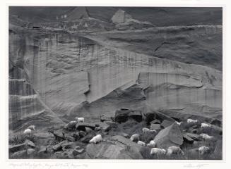 Sheep and Petroglyphs, Canyon Del Muerto, Arizona