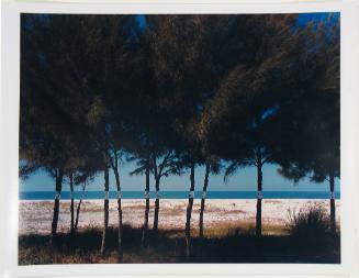 Australian Pines, Fort DeSoto, Florida, from the series Altered Landscapes