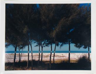 Australian Pines, Fort DeSoto, Florida, from the series Altered Landscapes