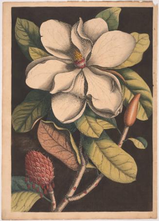 Magnolia grandiflora, plate 61 from Mark Catesby: The Natural History of Carolina, Florida, and the Bahama Islands, vol. 2