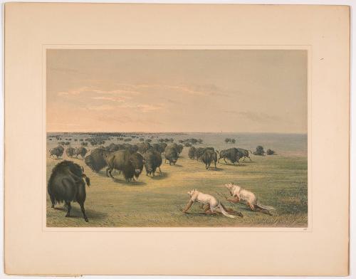 Buffalo Hunt: with Wolf-Skin Mask, plate 13 from Catlin's North American Indian Portfolio