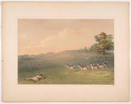 Antelope Shooting, plate 20 from Catlin's North American Indian Portfolio
