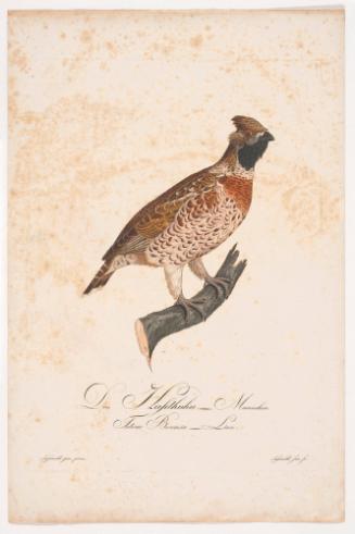 Male Hazel Grouse