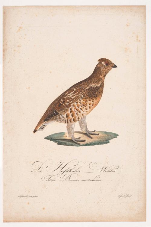 Female Hazel Grouse