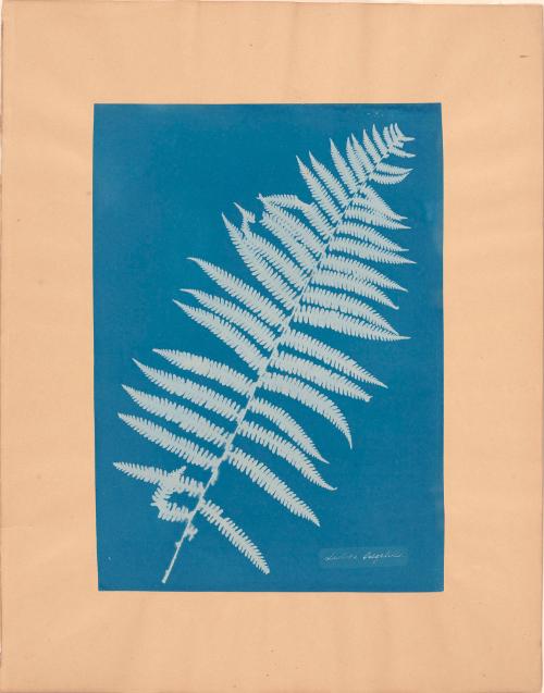 Anna Atkins