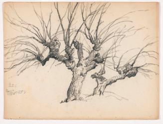 Les Muriers, Gnarled Trees