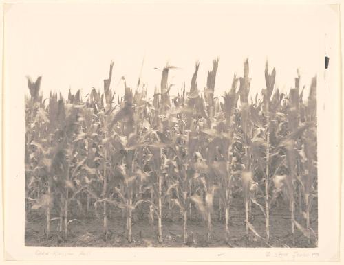 Corn, Kingston Hall