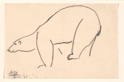 Zoo Sketches:  Polar Bear