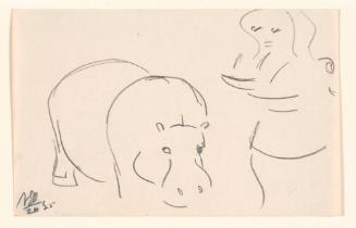 Zoo Sketches:   Hippopotamus