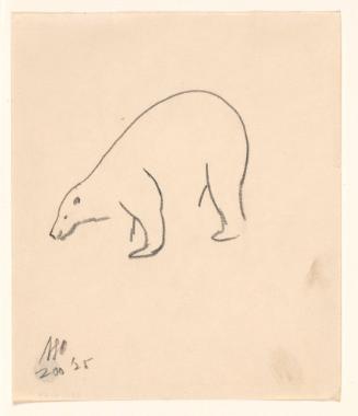 Zoo Sketches:  Polar Bear